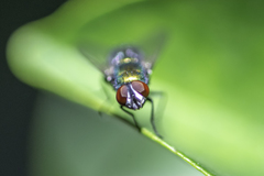 Diptera