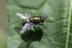 Diptera