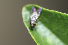 Diptera