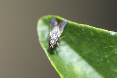 Diptera