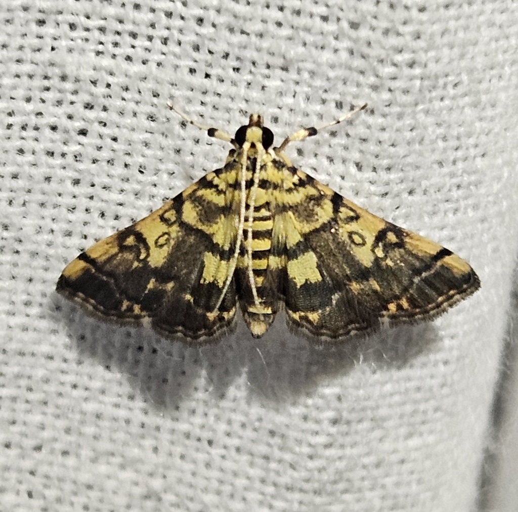 Checkered Apogeshna Moth from Tobago, Trinidad and Tobago on November 9 ...