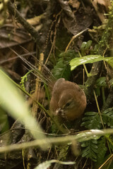 Brown Emutail photo 1