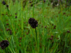 Juncus mertensianus