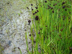 Juncus mertensianus