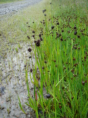 Juncus mertensianus