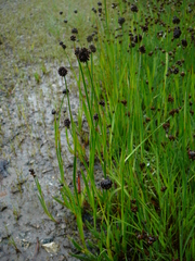 Juncus mertensianus