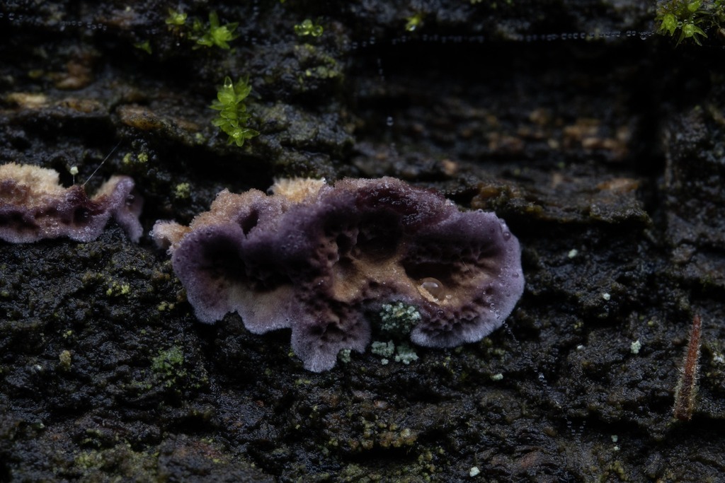 Chondrostereum purpureum · November 2025 · photo: © daksu (iNaturalist, cc-by)