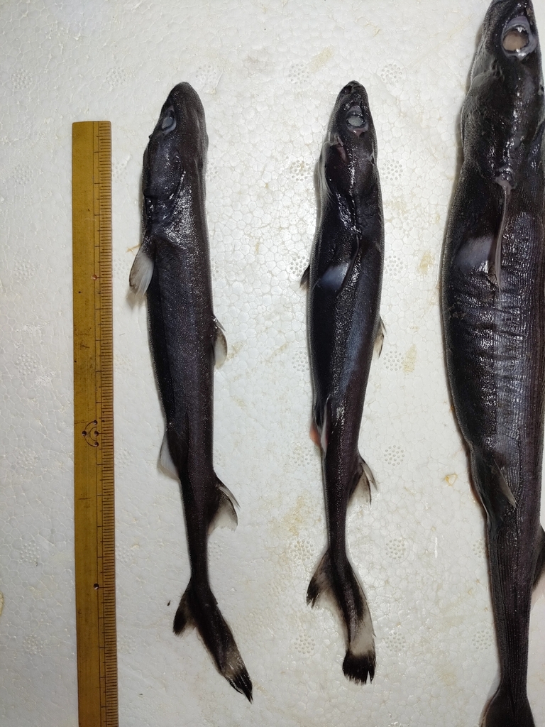 Slender lantern shark (Etmopterus pusillus) — Etmopteridae