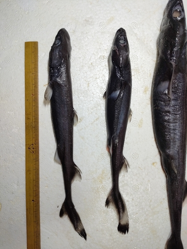 Slender lantern shark (Etmopterus pusillus) — Etmopteridae