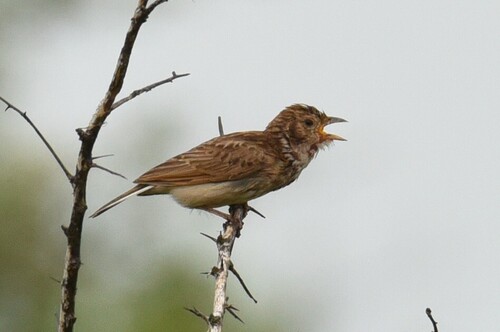 iNaturalist image