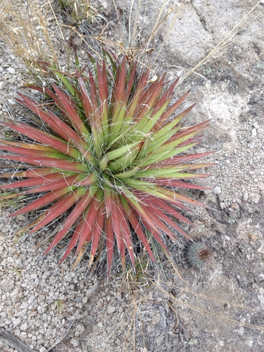 Image of Thread-Leaf Agave (Agave schidigera) by (c) Diana Fuentes, some rights reserved (CC BY-SA)