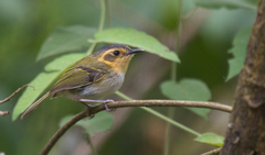Poecilotriccus plumbeiceps