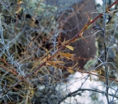 Berberis sibirica