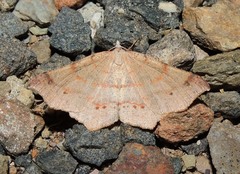Rhinodia rostraria