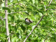 Passer domesticus