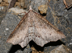 Rhinodia rostraria