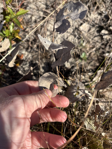 Baptisia arachnifera, photograph 3