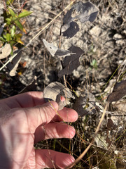 Baptisia arachnifera, photograph author not stated, no rights reserved