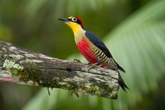 Melanerpes flavifrons