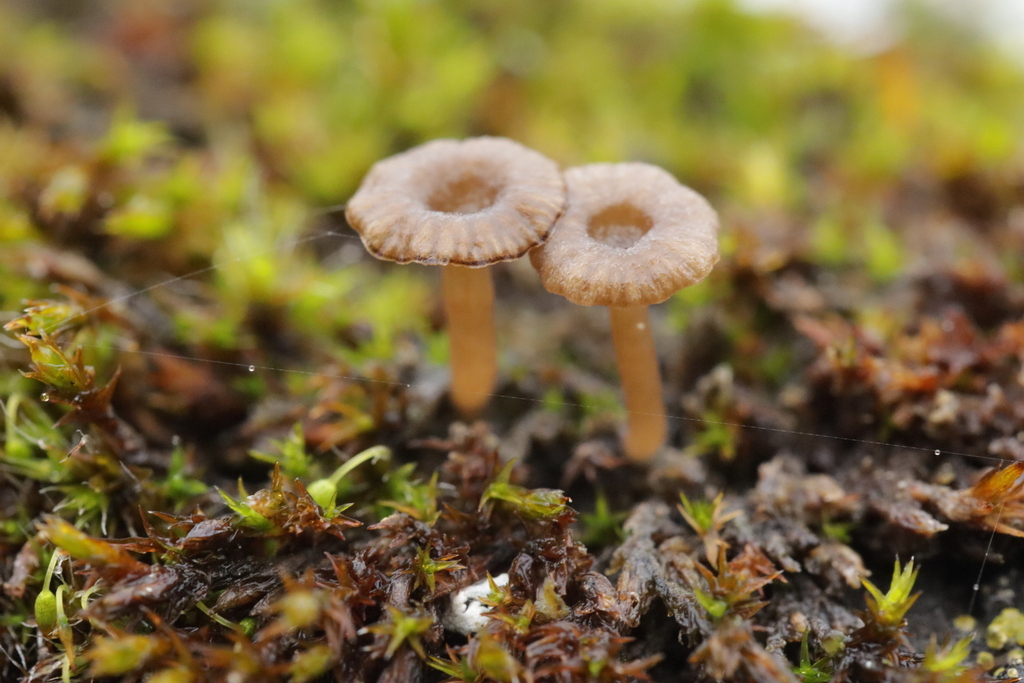 Arrhenia rickenii · November 2025 · photo: © bjoerns (iNaturalist, cc-by)