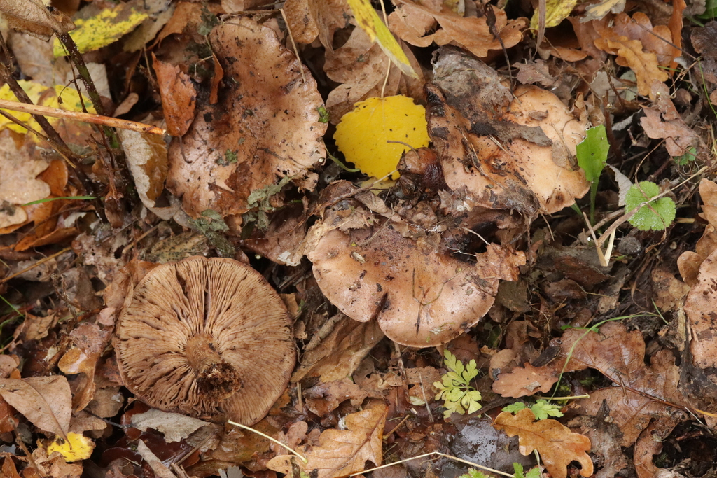 Tricholoma populinum