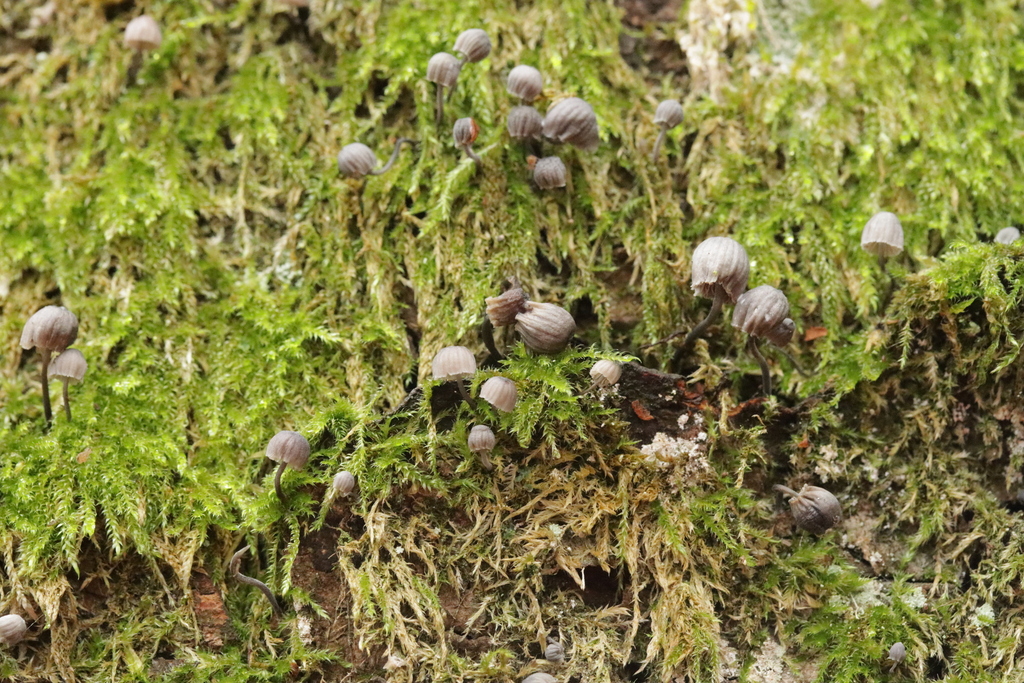 Mycena pseudocorticola · November 2025 · photo: © bjoerns (iNaturalist, cc-by)
