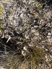Baptisia arachnifera, photograph author not stated, no rights reserved