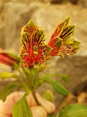 Alstroemeriaceae