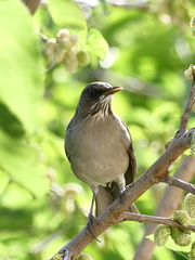 Turdus amaurochalinus