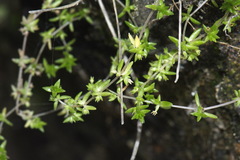 Crassula mataikona