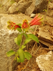 Alstroemeriaceae