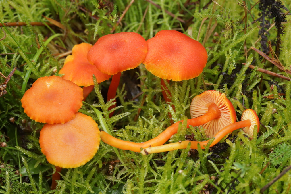 Hygrocybe miniata · November 2025 · photo: © bjoerns (iNaturalist, cc-by)