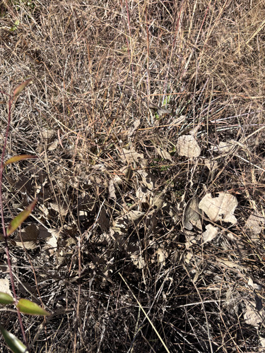 Baptisia arachnifera, photograph 1