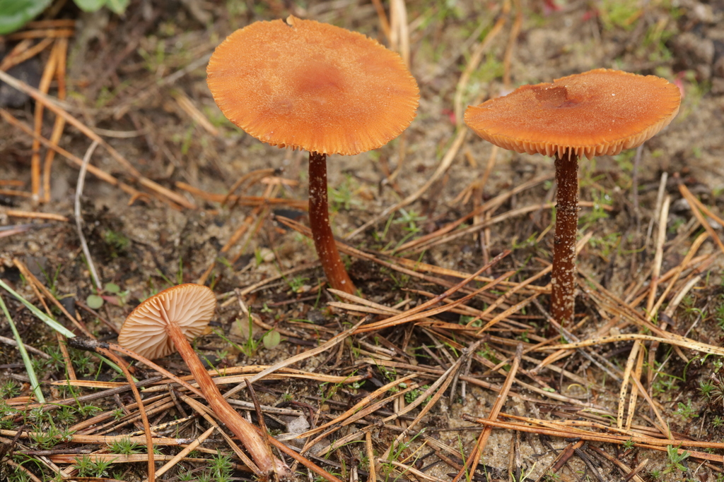 Laccaria proxima