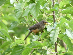 Turdus rufiventris