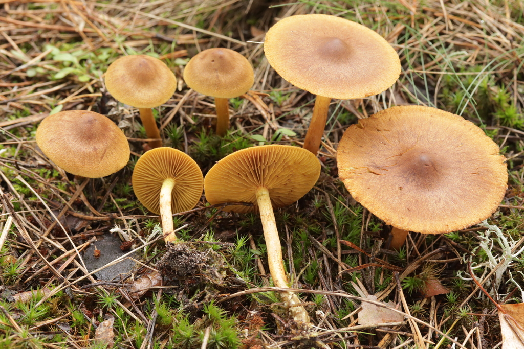 Cortinarius croceus · November 2025 · photo: © bjoerns (iNaturalist, cc-by)