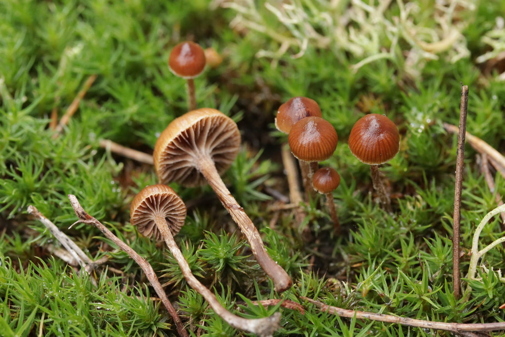 Deconica montana · November 2025 · photo: © bjoerns (iNaturalist, cc-by)