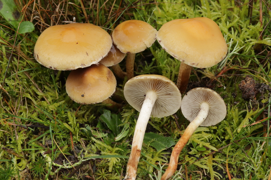 Hypholoma capnoides · November 2025 · photo: © bjoerns (iNaturalist, cc-by)