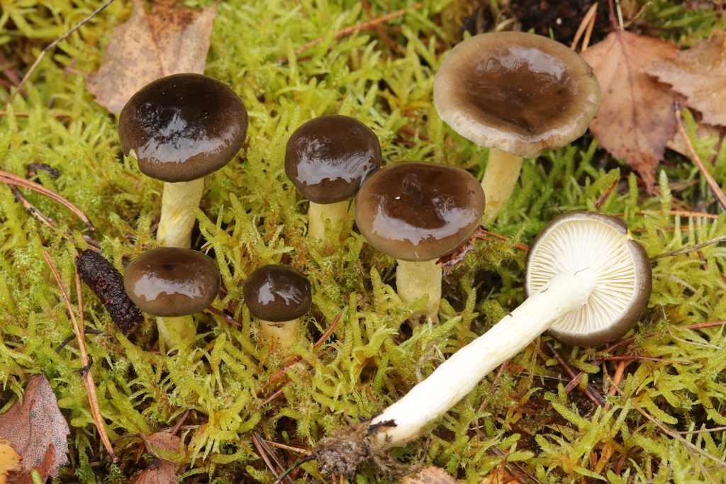 Hygrophorus hypothejus · November 2025 · photo: © bjoerns (iNaturalist, cc-by)