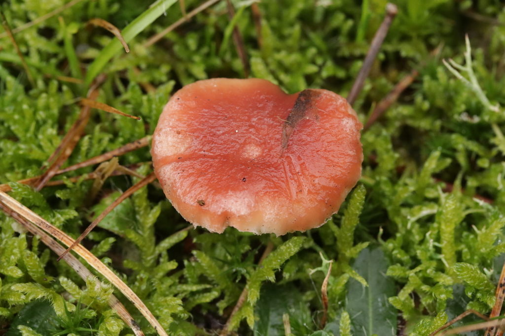 Gomphidius roseus · November 2025 · photo: © bjoerns (iNaturalist, cc-by)