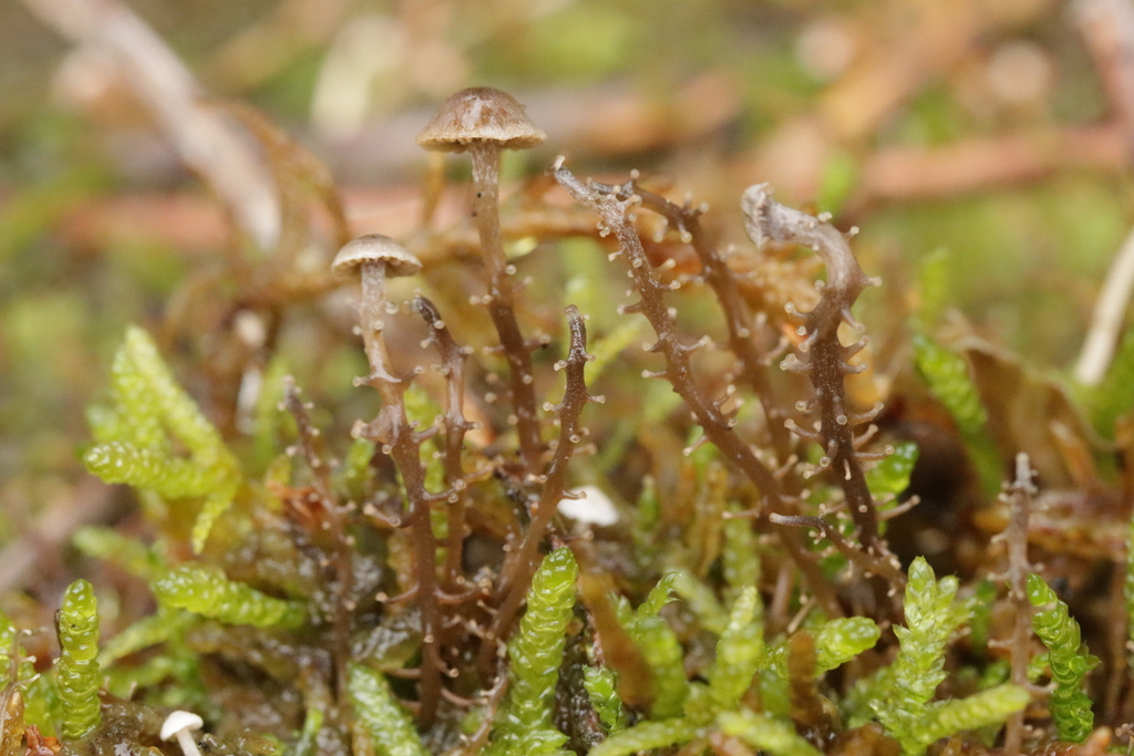 Dendrocollybia racemosa · November 2025 · photo: © bjoerns (iNaturalist, cc-by)