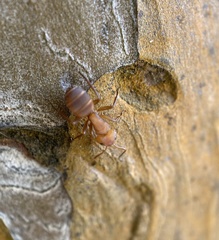 Camponotus rectangularis