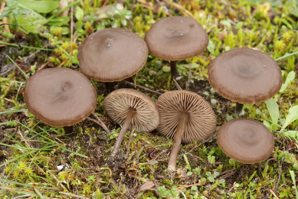 Entoloma vindobonense · November 2025 · photo: © bjoerns (iNaturalist, cc-by)