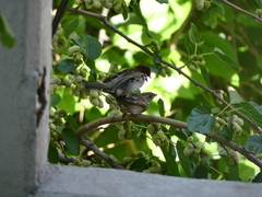 Passer domesticus