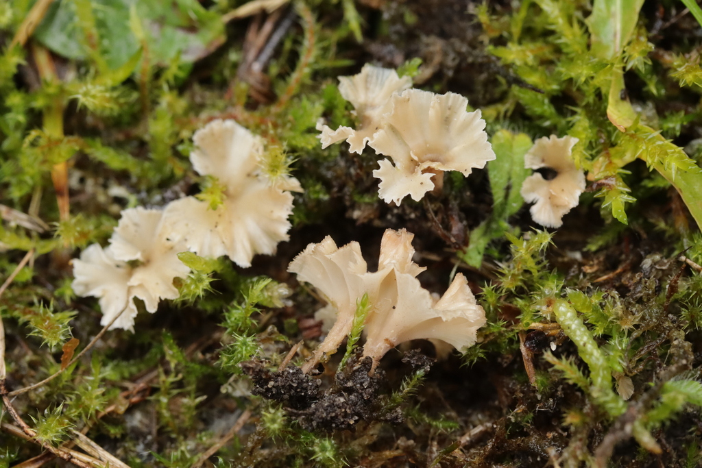Cotylidia undulata