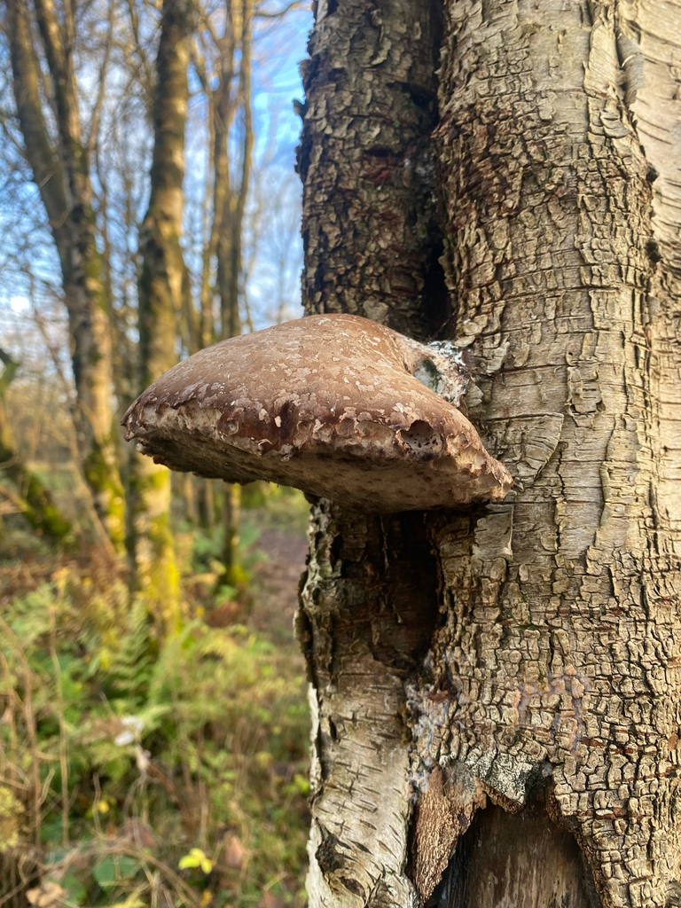 Fomitopsis betulina · November 2025 · photo: © arthurscreatures (iNaturalist, cc0)