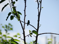 Chlorostilbon lucidus