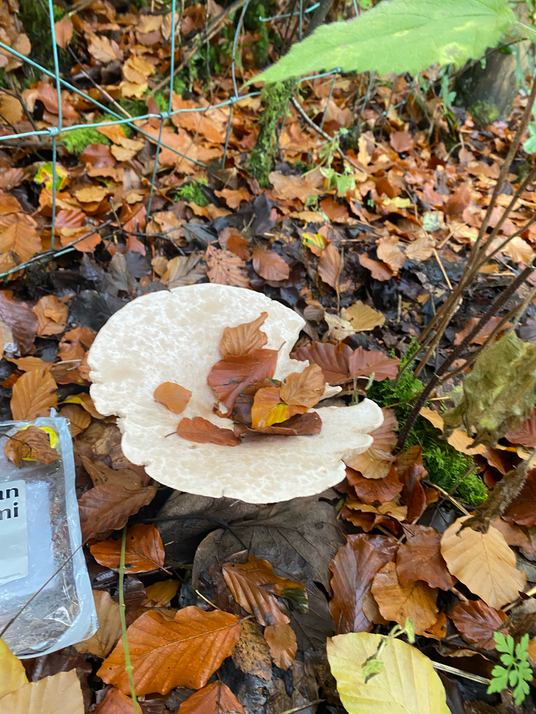 Infundibulicybe geotropa · November 2025 · photo: © arthurscreatures (iNaturalist, cc0)