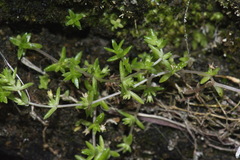 Crassula mataikona
