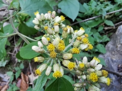 Schistocarpha eupatorioides